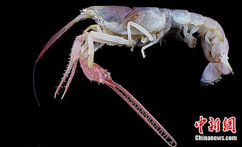 较新发现的奇特海洋生物(组图)