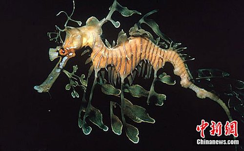 较新发现的奇特海洋生物(组图)