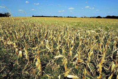 世界粮食危机背景下我国的粮食安全问题