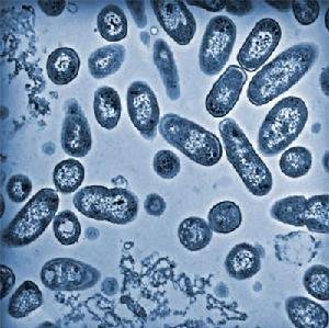 鸡肠炎沙门氏菌的分离和药物敏感性分析