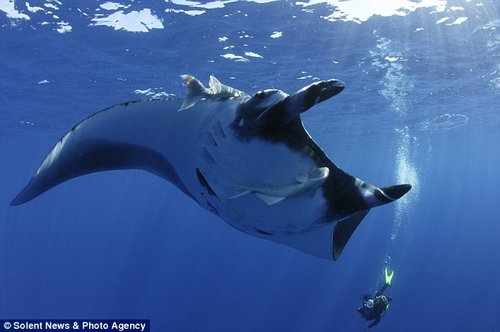 鲸鱼的体型为什么那么大?它们的祖先体型或许并不是那么大