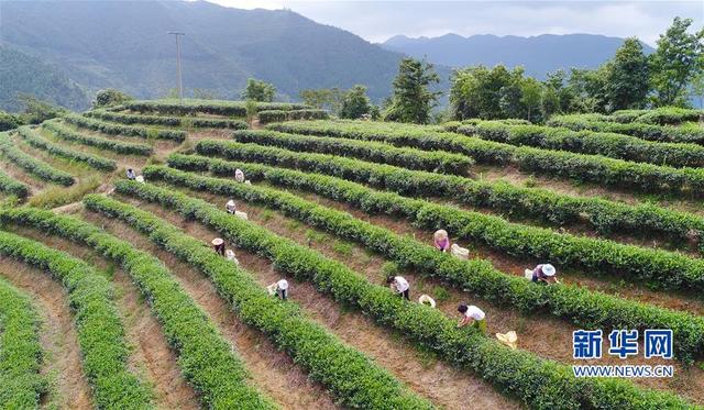 泉州安溪迎来铁观音秋茶采摘佳期 茶农采茶忙