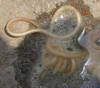 犬心保小课堂狗狗驱虫怎么办