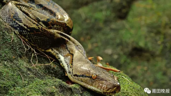 国宝级蟒蛇被渔网困住受伤出现感染 现送动物园医治