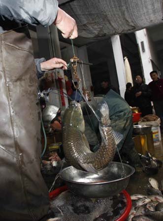 建瓯非遗"弓鱼"绝技 鱼儿离开水能活两三天