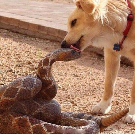 我说,一条狗在舔一条蛇.