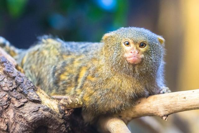 全球最小哺乳动物盘点:最小物种不足2克