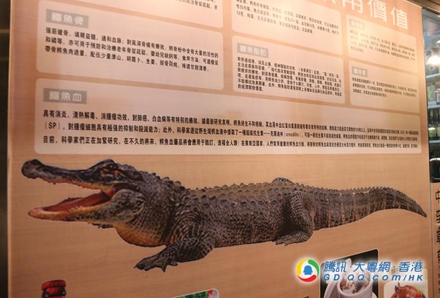 鳄鱼的功效很多,对身体非常有益.(图片来源:大粤网•香港提供)