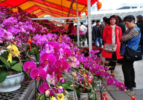 2018佛山五区迎春花市出炉 附出(剁)行(手)攻略