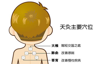 三伏灸主要的人体穴位