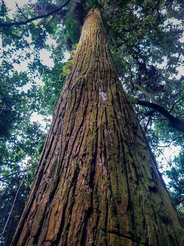 除了人民北路的"三兄弟",肇庆居然藏着那么多超百年的老树!