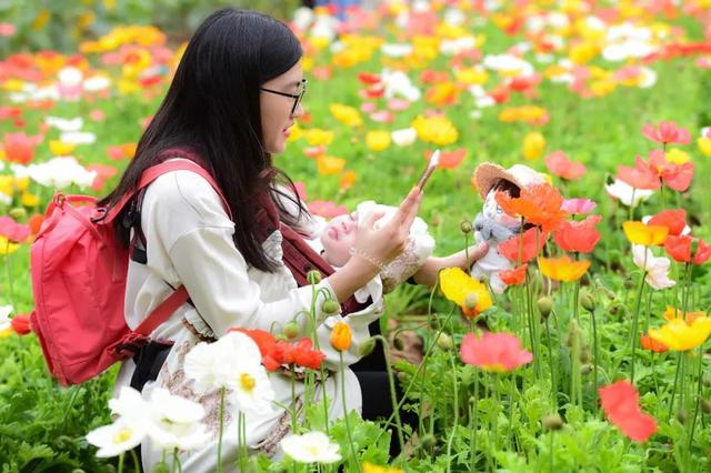 3月女士免費,在百萬葵園花海中綻放