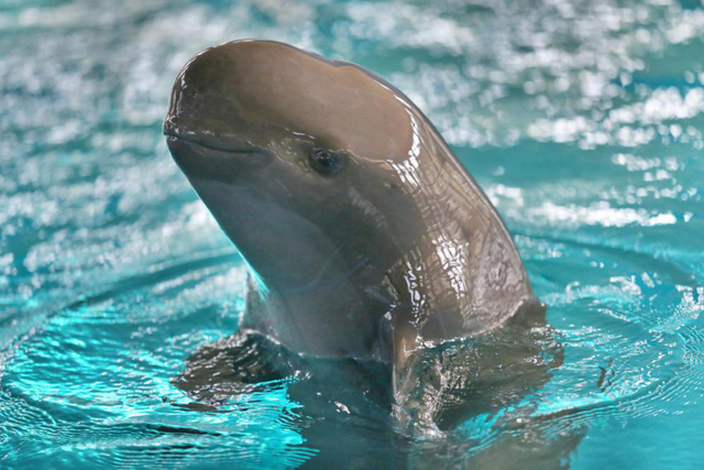 国际淡水豚日——一骑点亮江豚的微笑