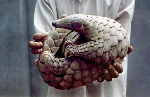 大马拦截700公斤非洲鳞片 预计有1400只穿山甲遭杀害