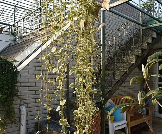 盘龙城的妩媚露台 我犹如出水芙蓉的屋顶花坛