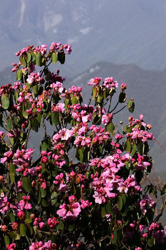 神農架舉辦萬畝高山杜鵑花攝影大賽