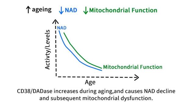 NMN引爆千亿抗衰市场 金达威背景雄厚