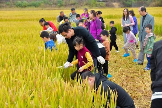 都市田园小说排行榜_武汉公布2021市级都市田园综合体创建名单