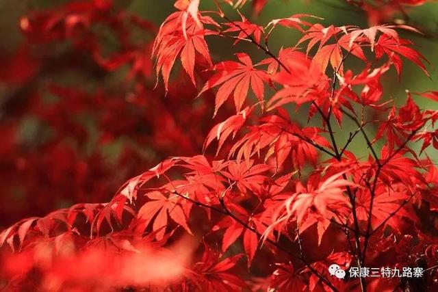 好消息!军运会期间襄阳九路寨景区对武汉市民免门票!