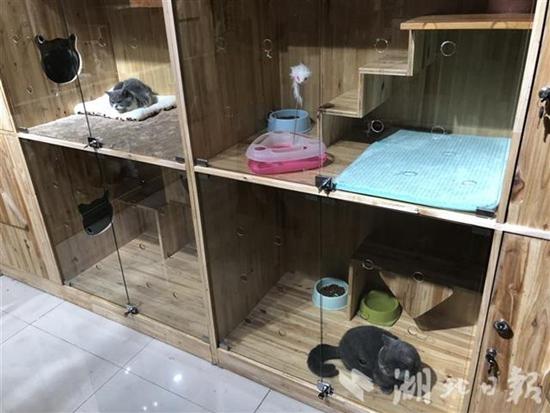 猫狗寄养