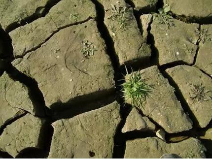 鎘汙染土壤對潛在能源植物生長的影響