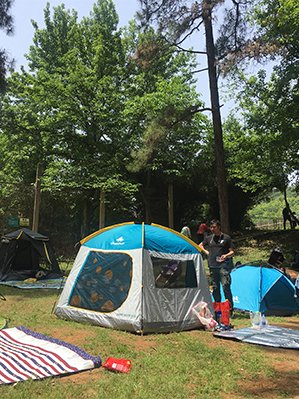 九峰森林動物園 九峰森林動物園 九峰森林動物園 夢幻劇場:猛獸們一改