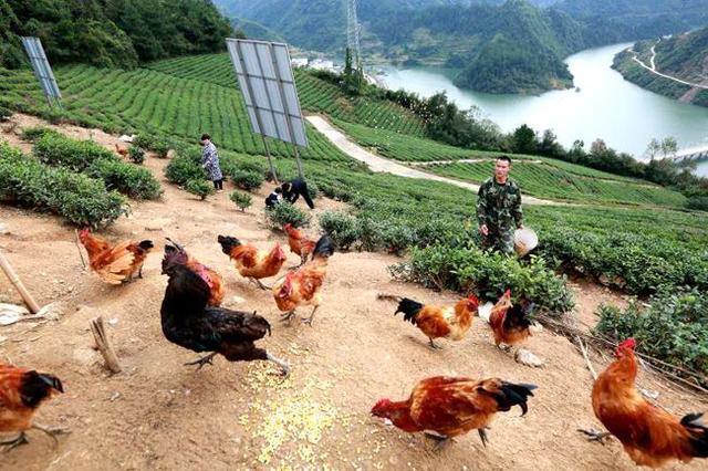 "夫妻养鸡场"依山傍水)