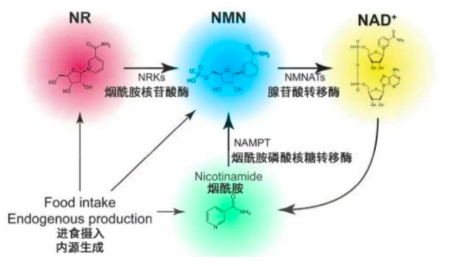 抗衰逆龄的秘密 NMN爆火现状剖析