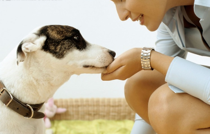 狗主人用餐厅勺子喂狗 或传播疾病