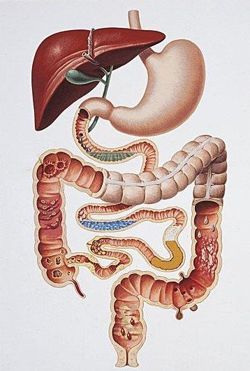 导读]腹泻是消化系统疾病,骨质疏松是内分泌疾病,两种病看似风马牛