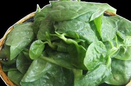 所以孕妇应该适宜吃些海带,以此来补充体内的碘,但是应该注意的是孕妇