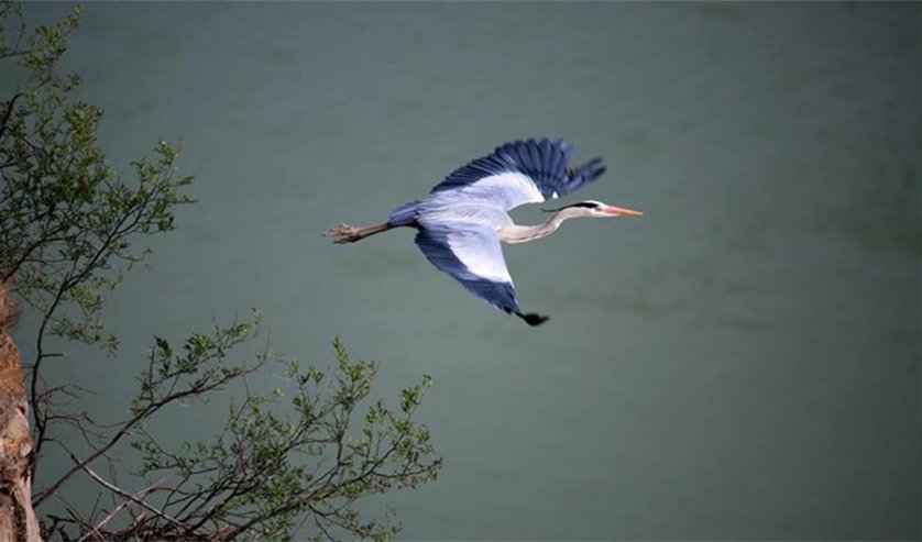 山西平陆峭壁上飞舞的精灵