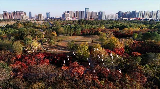 這是10月27日無人機拍攝的唐山市南湖公園的景色.