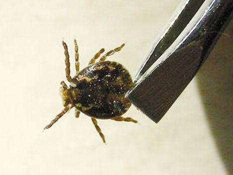 河北口岸首次截获蜱虫 该生物能致人死亡