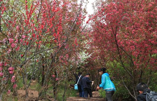 中國·邢臺第十屆九龍峽桃花節將於3月28日開幕