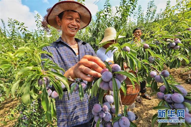 8月12日,平正乡红心村的几名果农在采摘李子.