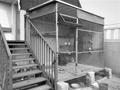 顶楼住户天台私自养鸡邻居遭殃