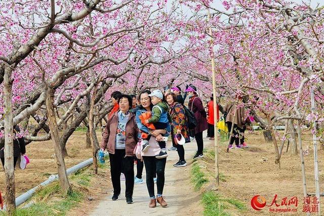 保定順平:滿山爛漫藏不住 朵朵桃花引客來