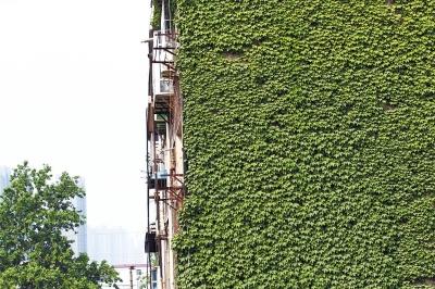 立体绿化