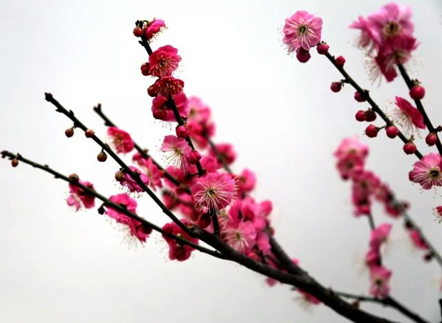 第七届中国鄢陵蜡梅梅花文化节在鄢陵花博园盛大开幕!