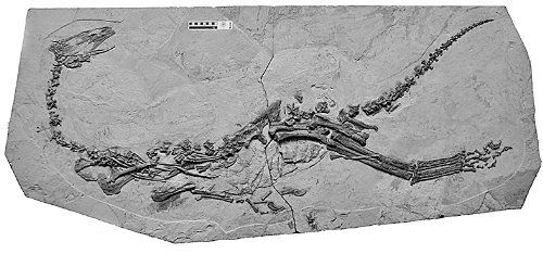 河南省馆藏化石中发现新恐龙属种 属镰刀龙类
