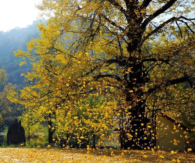 河南最美红叶观赏地图全新发布