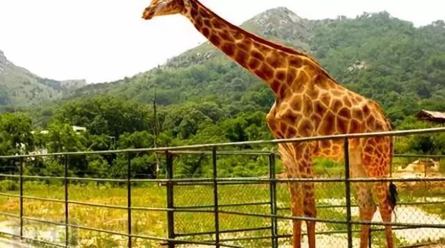 重磅商丘人的第一座野生動物園要來了快看在哪