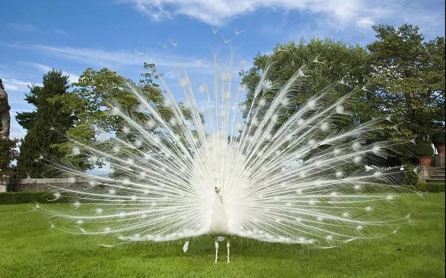 在玩乐中上一堂生动的自然课 百鸟之王 惊艳登场 孔雀被视为百鸟之王