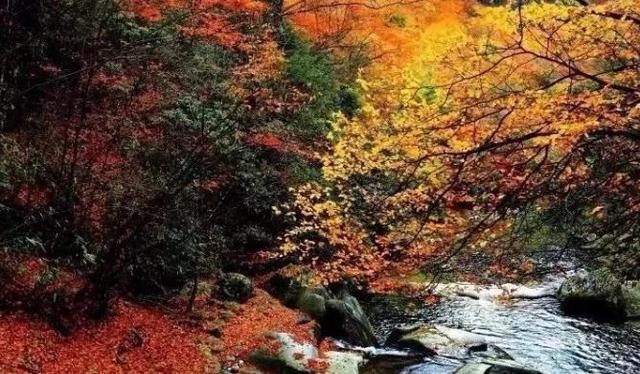 河南最美红叶观赏地图全新发布