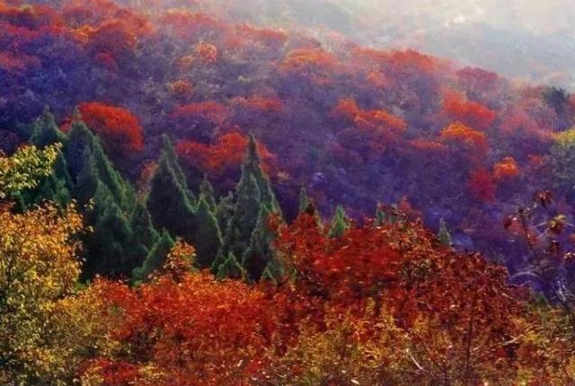 河南最美红叶观赏地图全新发布