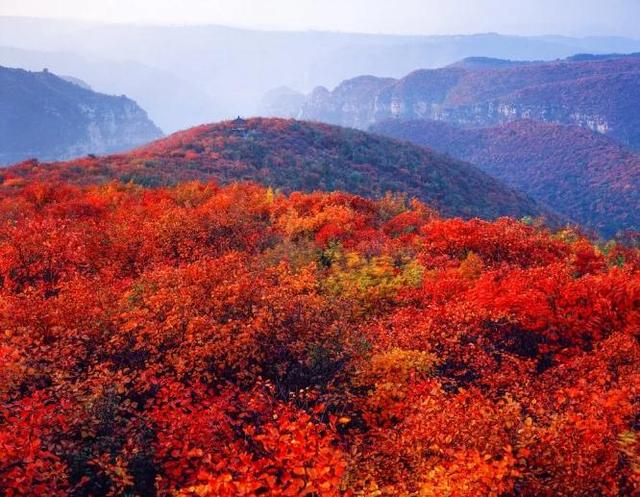 河南最美红叶观赏地图全新发布