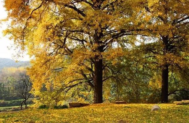 河南最美红叶观赏地图全新发布