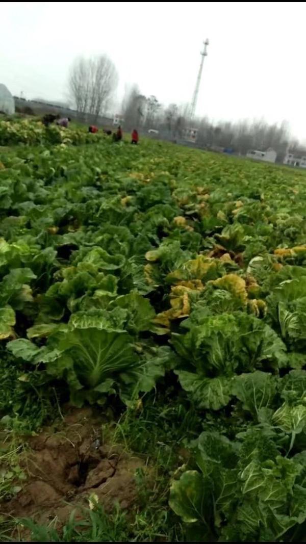 帮帮他们商丘多地白菜滞销菜农挥泪贱卖担心烂地里血本无归