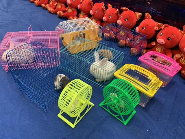 君河湾萌宠套圈活动欢乐上演嗨翻周末